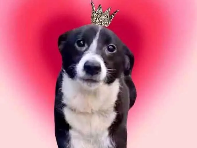 Cachorro ra a SRD-ViraLata idade 7 a 11 meses nome Princesa bb9meses porte pequeno 