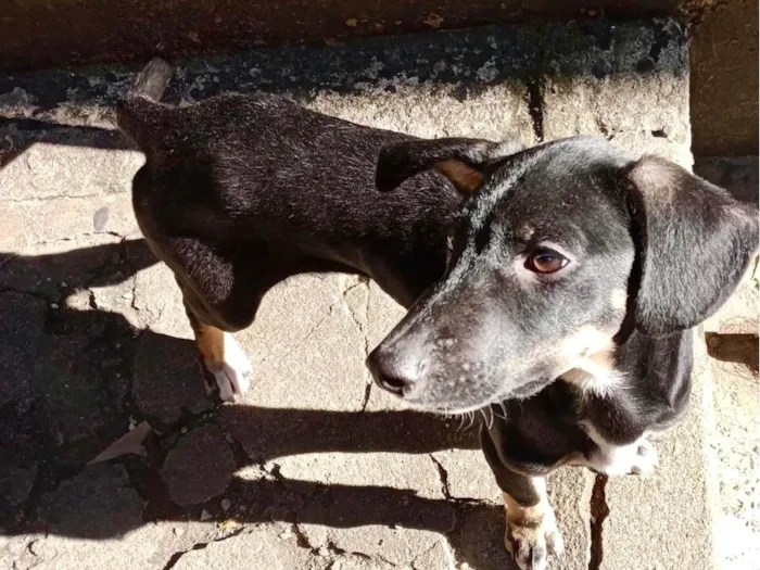 Cachorro ra a SRD-ViraLata idade 2 a 6 meses nome Nutella bb6meses porte pequeno 
