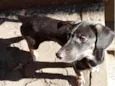 Nutella bb6meses porte pequeno
