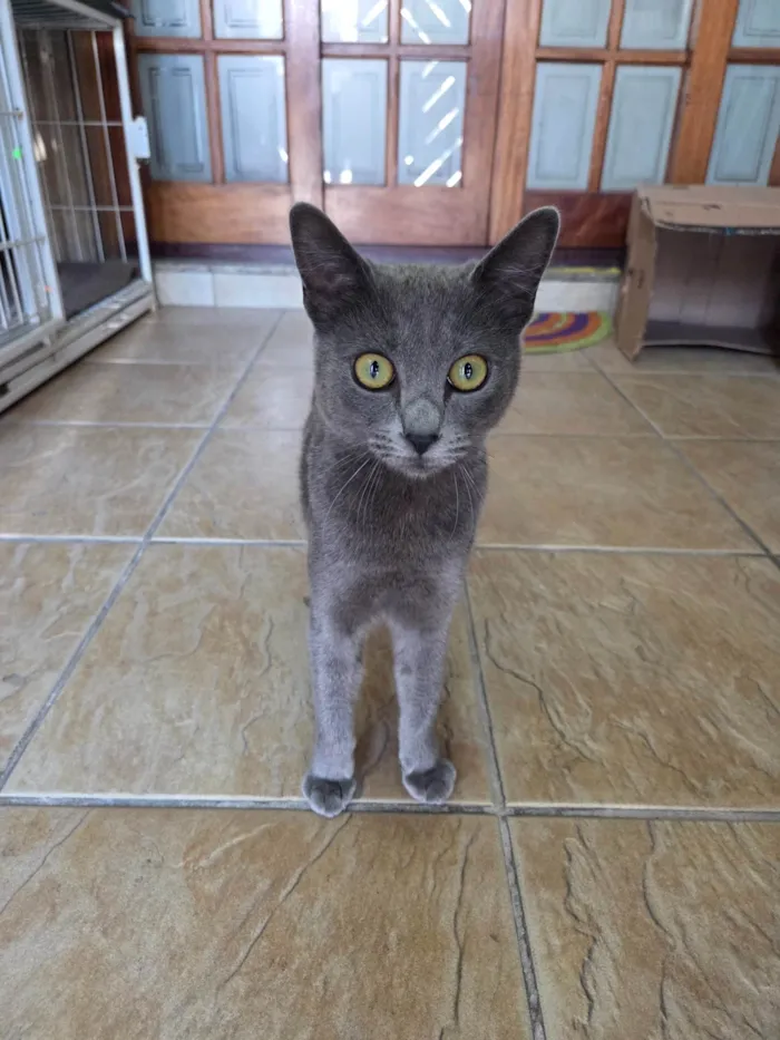 Gato ra a SRD-ViraLata idade 7 a 11 meses nome Perola