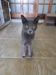Perola