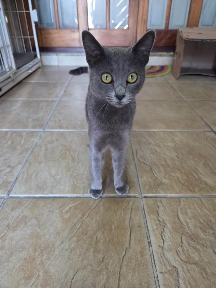 Gato ra a SRD-ViraLata idade 7 a 11 meses nome Perola