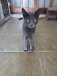 Perola