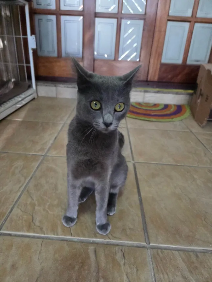 Gato ra a SRD-ViraLata idade 7 a 11 meses nome Perola
