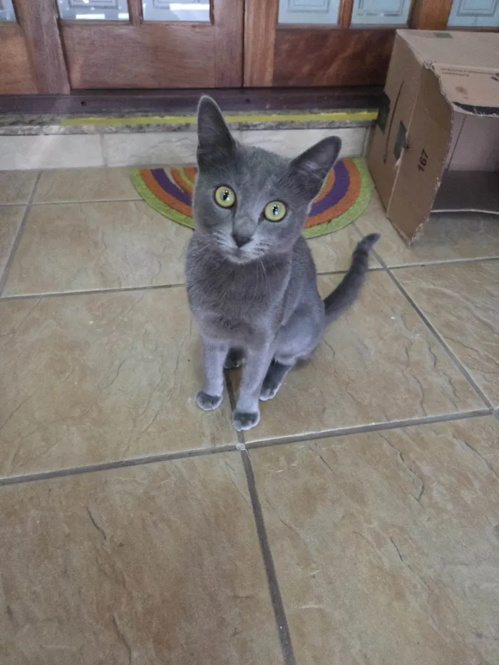 Gato ra a SRD-ViraLata idade 7 a 11 meses nome Perola