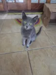 Perola