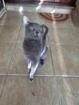 Perola