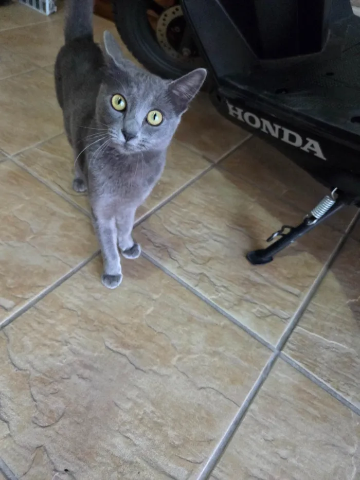 Gato ra a SRD-ViraLata idade 7 a 11 meses nome Perola