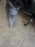 Perola