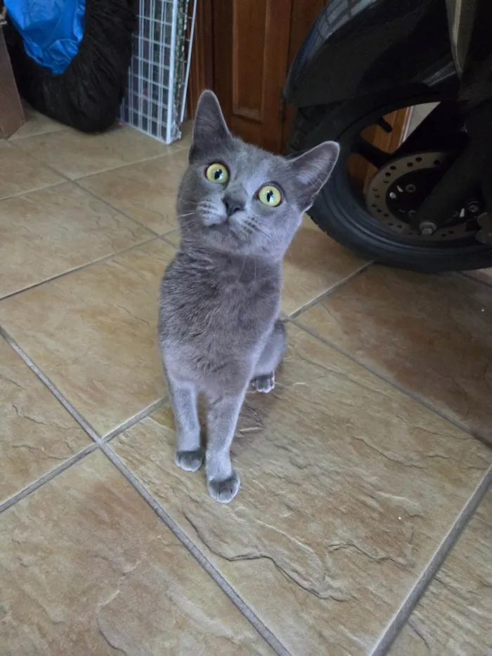 Gato ra a SRD-ViraLata idade 7 a 11 meses nome Perola