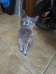 Perola