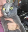 Perola