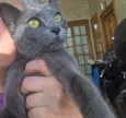 Perola