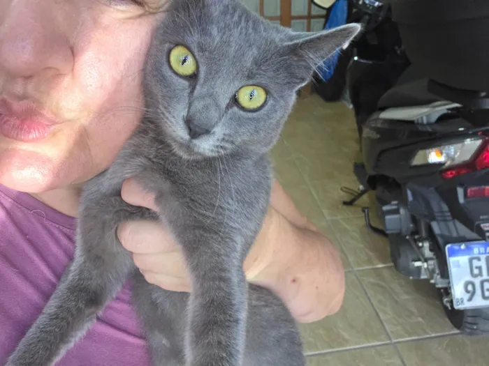 Gato ra a SRD-ViraLata idade 7 a 11 meses nome Perola