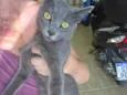 Perola