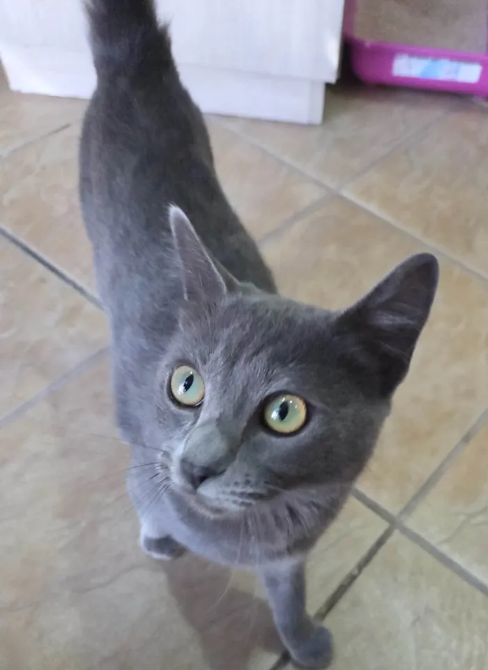 Gato ra a SRD-ViraLata idade 7 a 11 meses nome Perola
