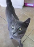 Perola