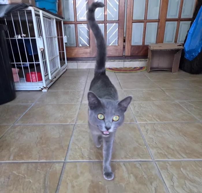 Gato ra a SRD-ViraLata idade 7 a 11 meses nome Perola