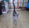 Perola