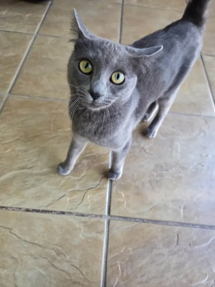 Gato ra a SRD-ViraLata idade 7 a 11 meses nome Perola