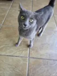 Perola
