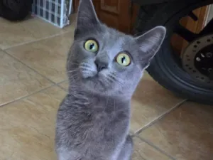 Gato raça SRD-ViraLata idade 7 a 11 meses nome Perola
