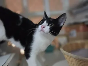 Cachorro raça SRD-ViraLata idade 2 a 6 meses nome Yoko