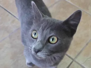 Gato raça SRD-ViraLata idade 7 a 11 meses nome Perola