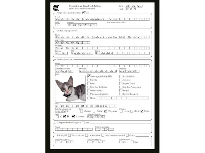 Gato ra a American Shorthair idade 1 ano nome Jay e Hope