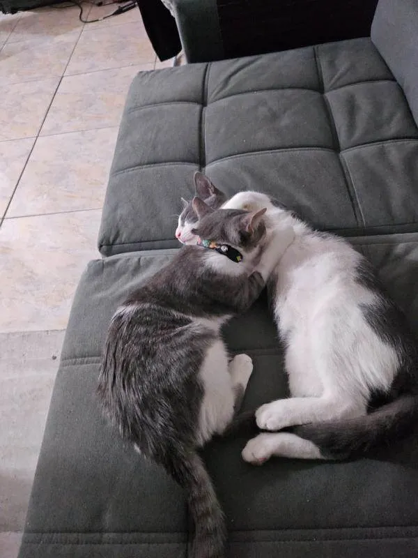 Gato ra a American Shorthair idade 1 ano nome Jay e Hope