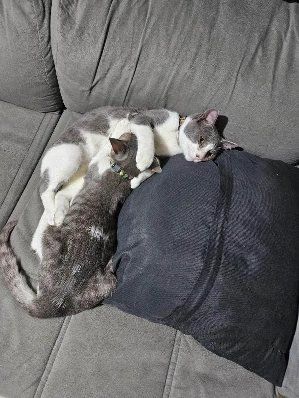 Gato ra a American Shorthair idade 1 ano nome Jay e Hope