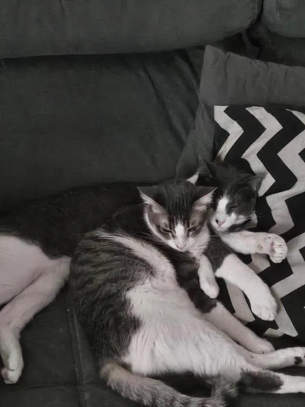 Gato ra a American Shorthair idade 1 ano nome Jay e Hope