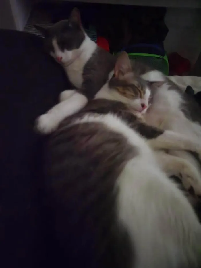 Gato ra a American Shorthair idade 1 ano nome Jay e Hope