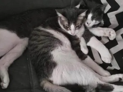 Gato raça American Shorthair idade 1 ano nome Jay e Hope