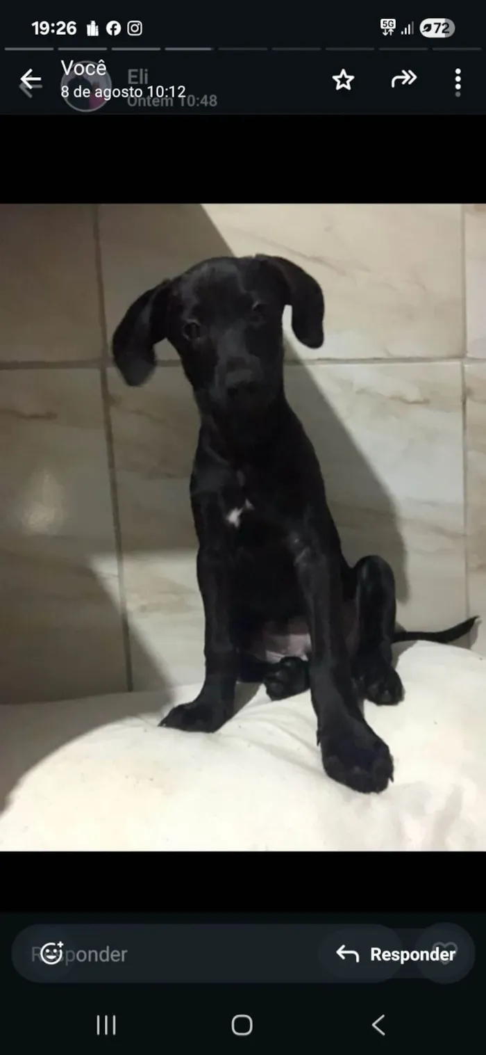 Cachorro ra a SRD-ViraLata idade 2 a 6 meses nome Pretinha