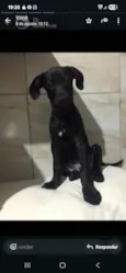 Pretinha