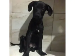 Cachorro raça SRD-ViraLata idade 2 a 6 meses nome Pretinha