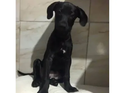 Cachorro raça SRD-ViraLata idade 2 a 6 meses nome Pretinha