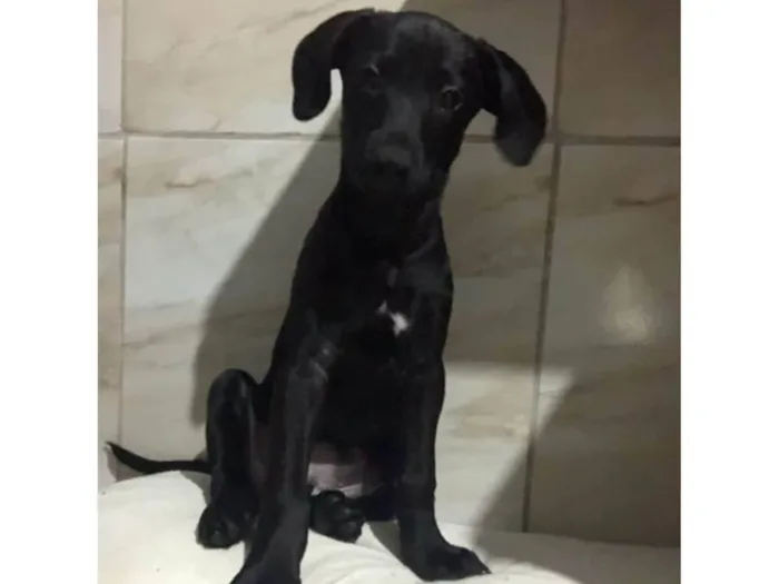 Cachorro ra a SRD-ViraLata idade 2 a 6 meses nome Pretinha