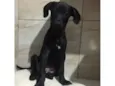 Pretinha