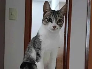 Gato raça American Shorthair idade 3 anos nome kiara 
