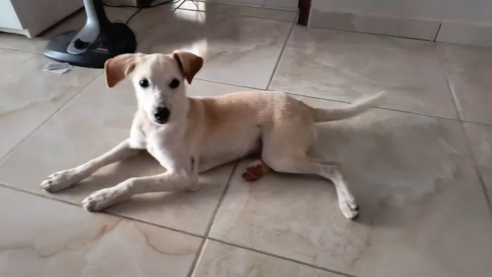 Cachorro ra a SRD-ViraLata idade 2 a 6 meses nome Fibo