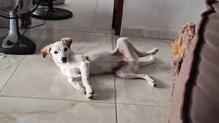 Cachorro ra a SRD-ViraLata idade 2 a 6 meses nome Fibo