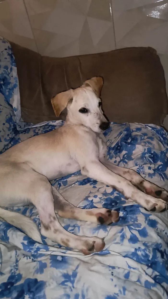 Cachorro ra a SRD-ViraLata idade 2 a 6 meses nome Fibo