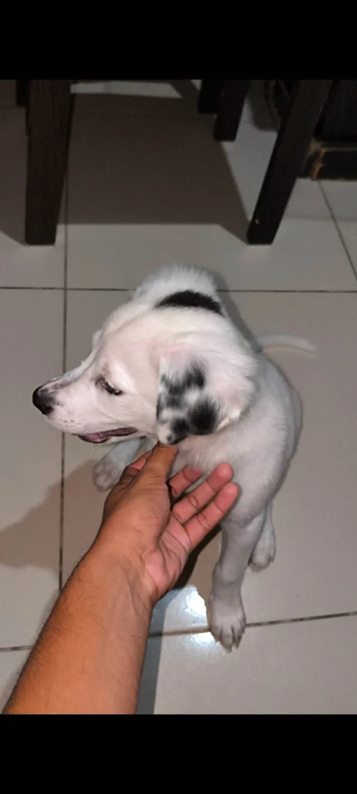 Cachorro ra a SRD-ViraLata idade 2 a 6 meses nome Ainda sem nome 