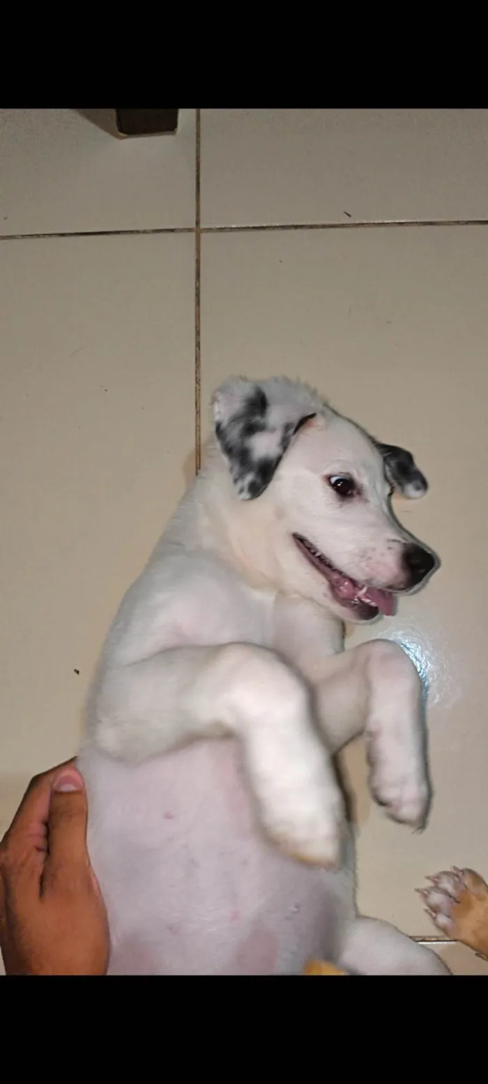 Cachorro ra a SRD-ViraLata idade 2 a 6 meses nome Ainda sem nome 