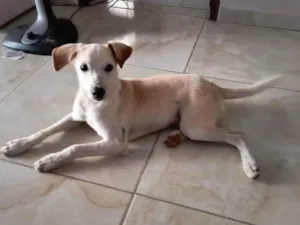 Cachorro raça SRD-ViraLata idade 2 a 6 meses nome Fibo