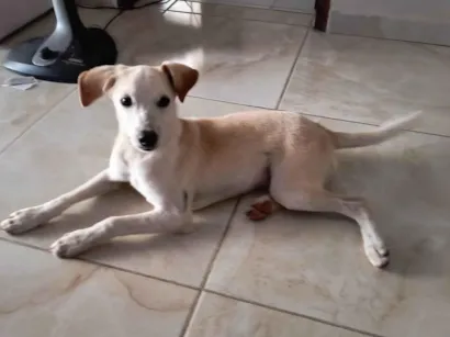 Cachorro raça SRD-ViraLata idade 2 a 6 meses nome Fibo