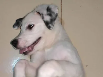 Cachorro raça SRD-ViraLata idade 2 a 6 meses nome Ainda sem nome 