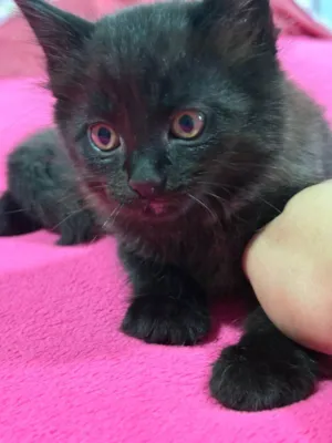 Gato raça SRD-ViraLata idade 2 a 6 meses nome VELUDO